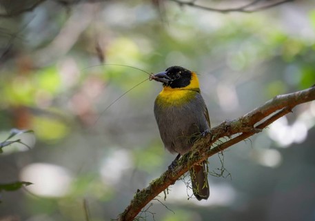 Male weaver, Nelicourvi weaver, (Ploceus nelicourvi) in the rainforests of Mantadia National Park,