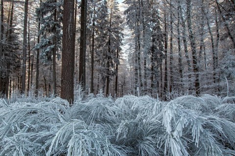 Winter, trees and ground cover with hoarfrost in the forest, mixed forest, Dossenheim,