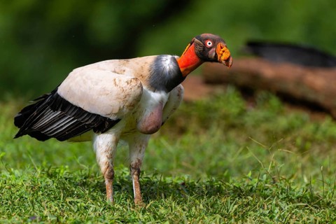 King vulture (Sarcoramphus papa), cock, vulture birds (Aegypiinae), Laguna del Lagarto Lodge,