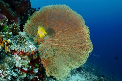 Giant fan coral (Annella mollis) with a small yellow fish nearby, dive site Coral Garden,