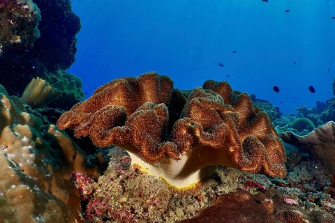 Dark brown mushroom leather coral (Sarcophyton glaucum) with roundish shape in a blue underwater