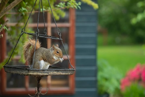 Grey squirrel (Sciurus carolinensis) adult animal feeding on seeds on an urban hanging garden bird