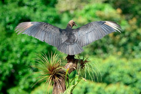 Black Vulture (Coragyps atratus) perched on a dead tree and drying its wings, Costa Rica, Central