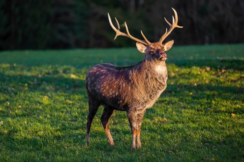 One Dybowski stag (Cervus nippon hortulorum) stands on a green meadow at sunrise and shows flehmen