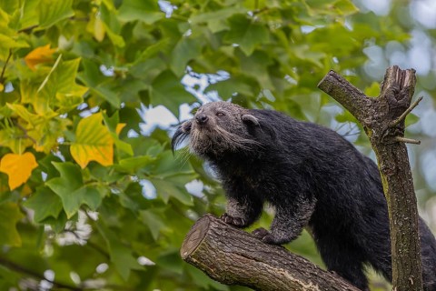 One binturong (Arctictis binturong), or bearcat balancing over branches framed by green leafs