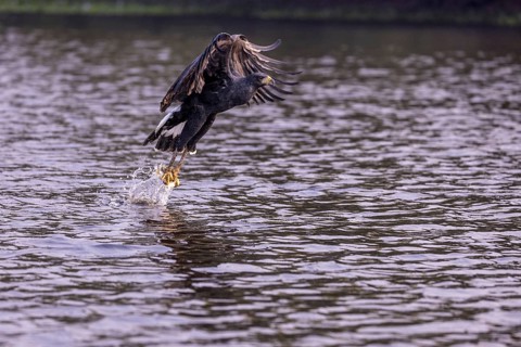 Black buzzard (Buteogallus urubitinga), with caught fish, Pantanal, Brazil, South America