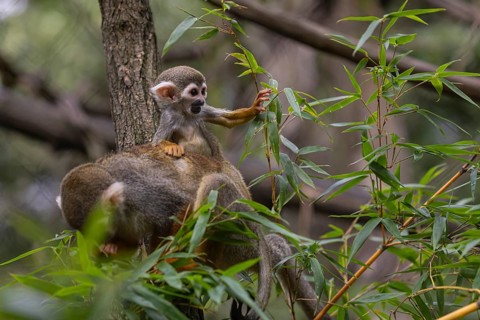 One female Central American squirrel monkey, Saimiri oerstedii, carrying her baby. Green vegetation