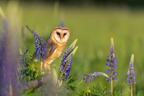 One barn owl (Tyto alba) sitting on a branch lying in a field of flowering lupines in late evening