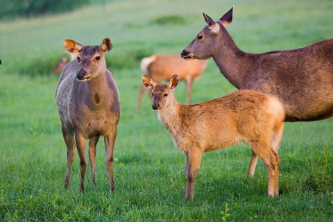 Two Sambar hinds with a fawn (Rusa unicolor), stand on a meadow in first morning light