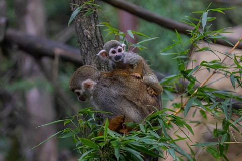 One female Central American squirrel monkey, Saimiri oerstedii, carrying her baby. Green vegetation