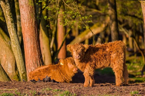 Two Highland calves (Bos primigenius) taurus) stand at a forest edge