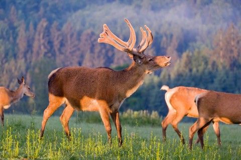 An Altai maral deer, an Altai wapiti or Altai elk (Cervus canadensis sibiricus) stands flehming