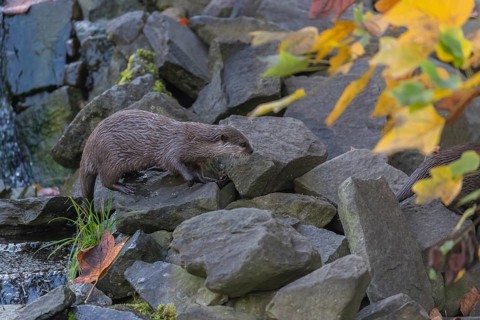 One oriental small-clawed otter or Asian small-clawed otter (Aonyx cinerea), walking over a rocky