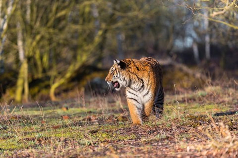 One young female Siberian Tiger, Panthera tigris altaica, running thru a birch tree forest. Early