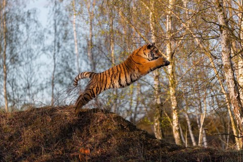 One young female Siberian Tiger, Panthera tigris altaica, running thru a birch tree forest. Hunting