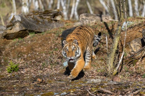 One young female Siberian Tiger, Panthera tigris altaica, walking thru a birch tree forest. Early