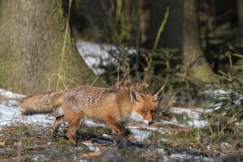 One red fox, Vulpes vulpes, running thru the undergrowth of a forest on a sunny day