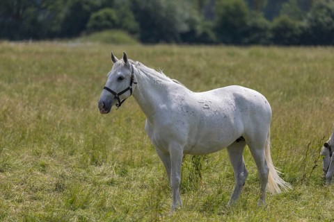 Kladruber horse, mares, standing on the paddock. National Stud Farm Kladruby nad Labem