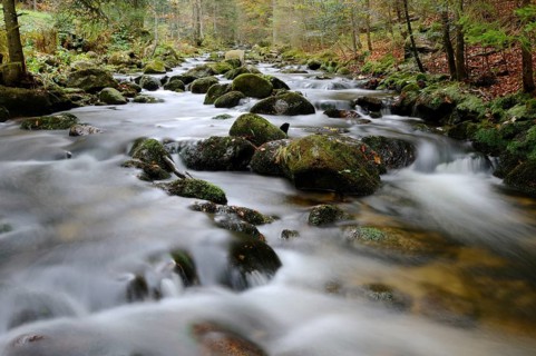 Clear stream in an autumnal forest with mossy stones and gentle flow, Kleine Ohe, Bavarian Forest