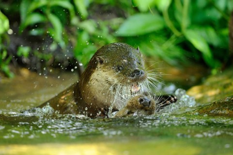 An otter playfully frolicking in the water amidst vegetation, European otter (Lutra lutra), Bavaria