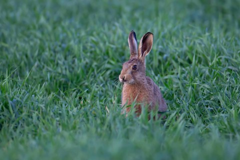 European brown hare (Lepus europaeus) juvenile baby leveret animal in a farmland cereal crop in