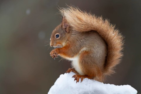 Red squirrel (Sciurus vulgaris) adult animal feeding on a nut on a tree stump covered in snow in