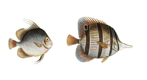 Fish, fishes, left: Genus butterflyfish, butterflyfish, Chaetodon orbis, the disc. right: genus
