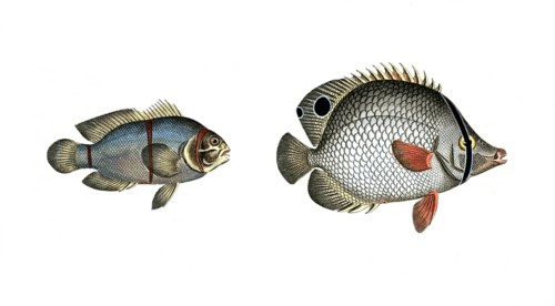 Fish, fishes, left: Genus butterflyfish, butterflyfish, Chaetodon biaculeatus, the two-spotted