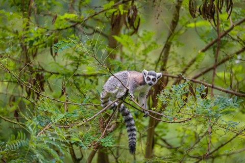 A ring-tailed lemur (Lemur catta) stands high up on a branch of tree with fresh green leafs