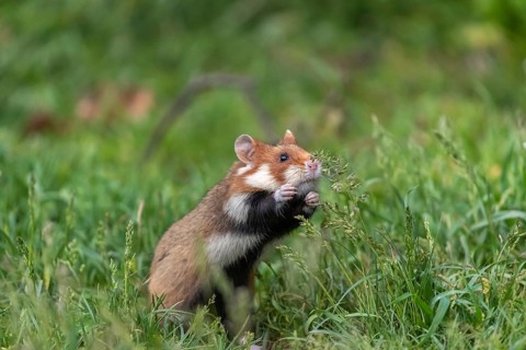 One European hamster (Cricetus cricetus), Eurasian hamster, black-bellied hamster or common