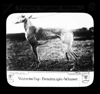 Waterloo Cup Dendraspis Winner. Walter Tyler Ltd Laterna Magica 1909 Hare Hunt