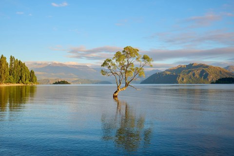 A lone tree in the water under a clear morning sky and surrounding mountains, summer, Lake Wanaka,