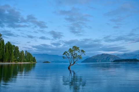 A tree in a peaceful lake with mountains in the background under a blue sky, summer, Lake Wanaka,