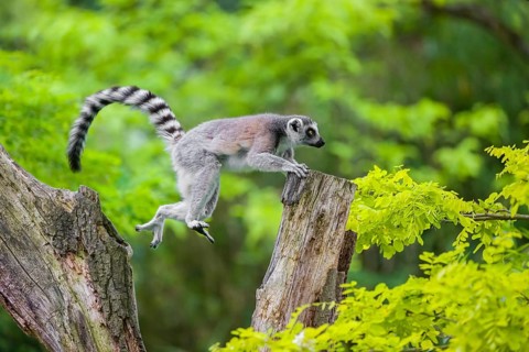 Jump. A young ring-tailed lemur (Lemur catta) climbs in a dead tree