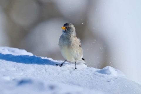 Snowfinch (Montifringilla nivalis), on snow in the sunlight, winter atmosphere, Gemmi Pass,