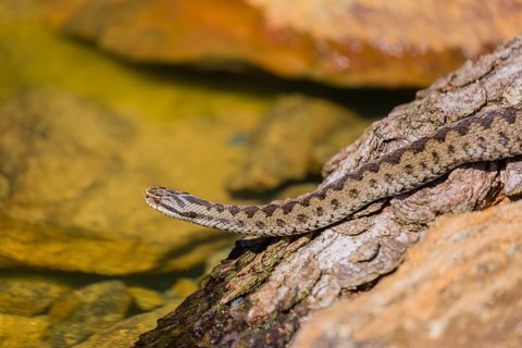 One Vipera berus, the common European adder or common European viper, creeps over moss and rocks