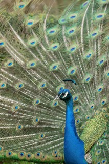 Indian peafowl or Peacock (Pavo cristatus) adult male bird displaying showing its tail feathers,