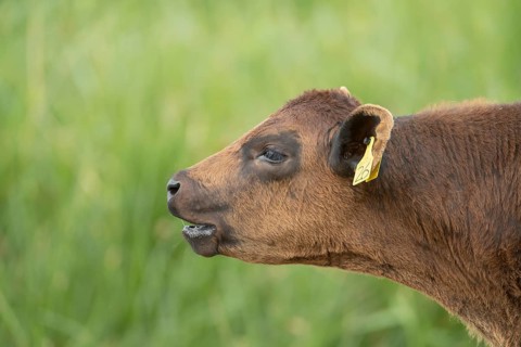 Domestic cattle or cow (Bos taurus) juvenile baby calf farm animal calling or mooing in a field,