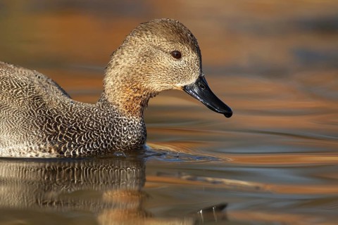 Gadwall duck (Mareca strepera) adult bird on a lake, England, United Kingdom, Europe
