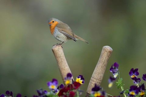 European robin (Erithacus rubecula) adult bird on a shears handle in garden plant pot with pansy