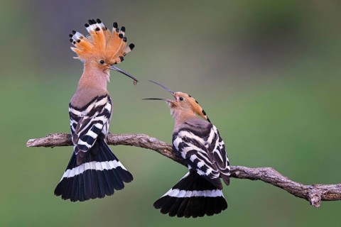 Hoopoe (Upupa epops) Bird of the Year 2022, feeding, courtship feeding, pair, male and female in