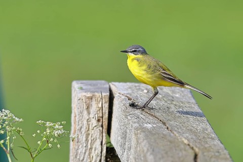 Yellow wagtail (Motacilla flava), on a pasture fence post, Dümmer, Lake Dümmer, Ochsenmoor, Hüde,