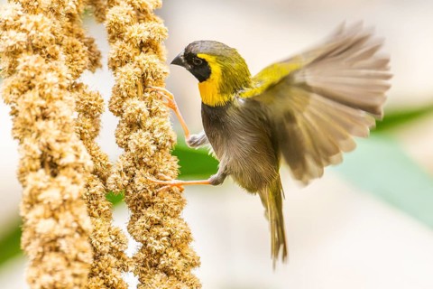 Cuban Finch, (Tiaris canora) or (Tiaris canorus), adult male sitting on a branch, captive
