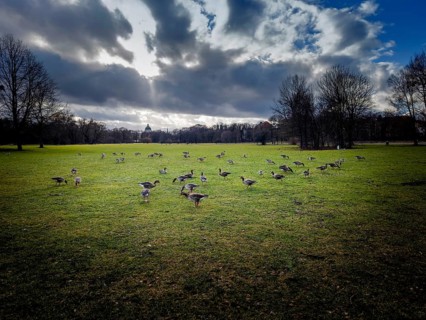 Greylag geese (Anser anser) in the English Garden, Munich, Bavaria, Germany, Europe