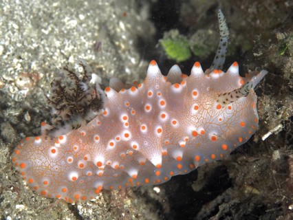 A translucent, orange speckled nudibranch, Batangas Halgerda (Halgerda batangas), on a coral