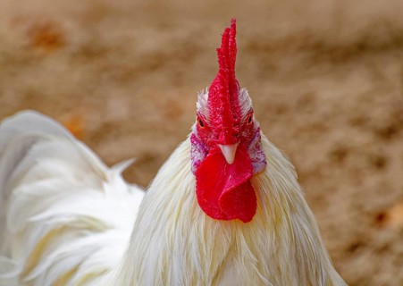 Saxon bantam chicken, Saxony chicken, white cock, domestic chicken, country chicken breed, animal