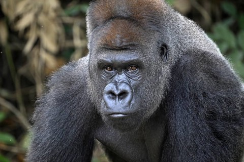 Western lowland gorilla (Gorilla gorilla gorilla), portrait, Réserve Lésio-Louna nature reserve,