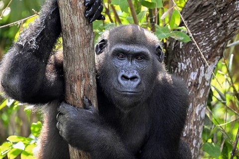 Western lowland gorilla (Gorilla gorilla gorilla), portrait, Réserve Lésio-Louna nature reserve,
