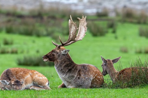 Dominant European fallow deer (Dama dama) buck, male with big antlers resting among does on lake