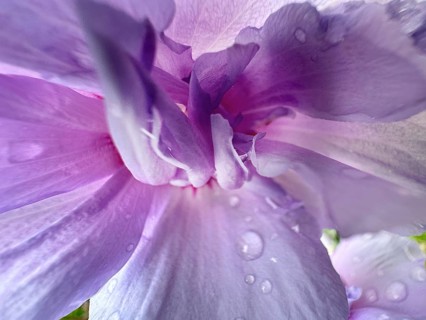 Althaea officinalis, rose mallow, shrub mallow, garden mallow, Syrian mallow, Sharon rose, festival